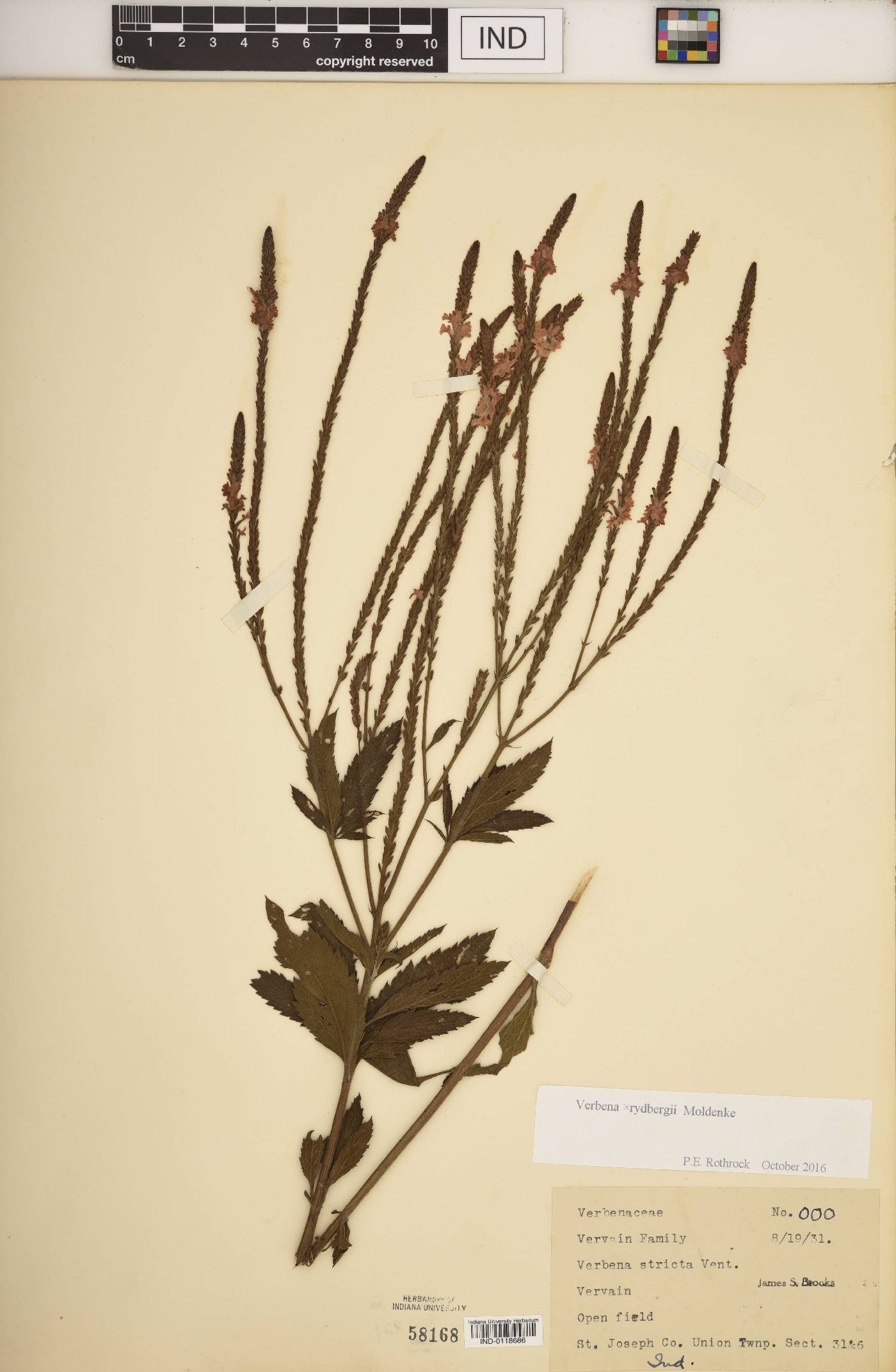 Verbena × rydbergii image