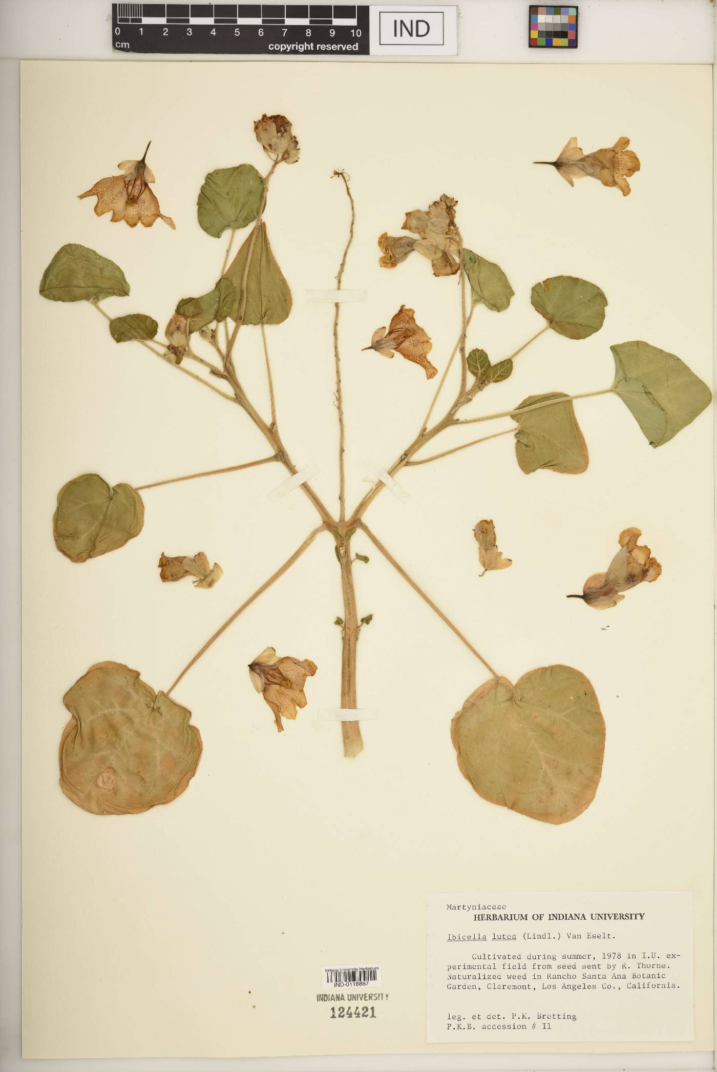 Ibicella lutea image
