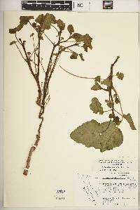 Proboscidea altheifolia image