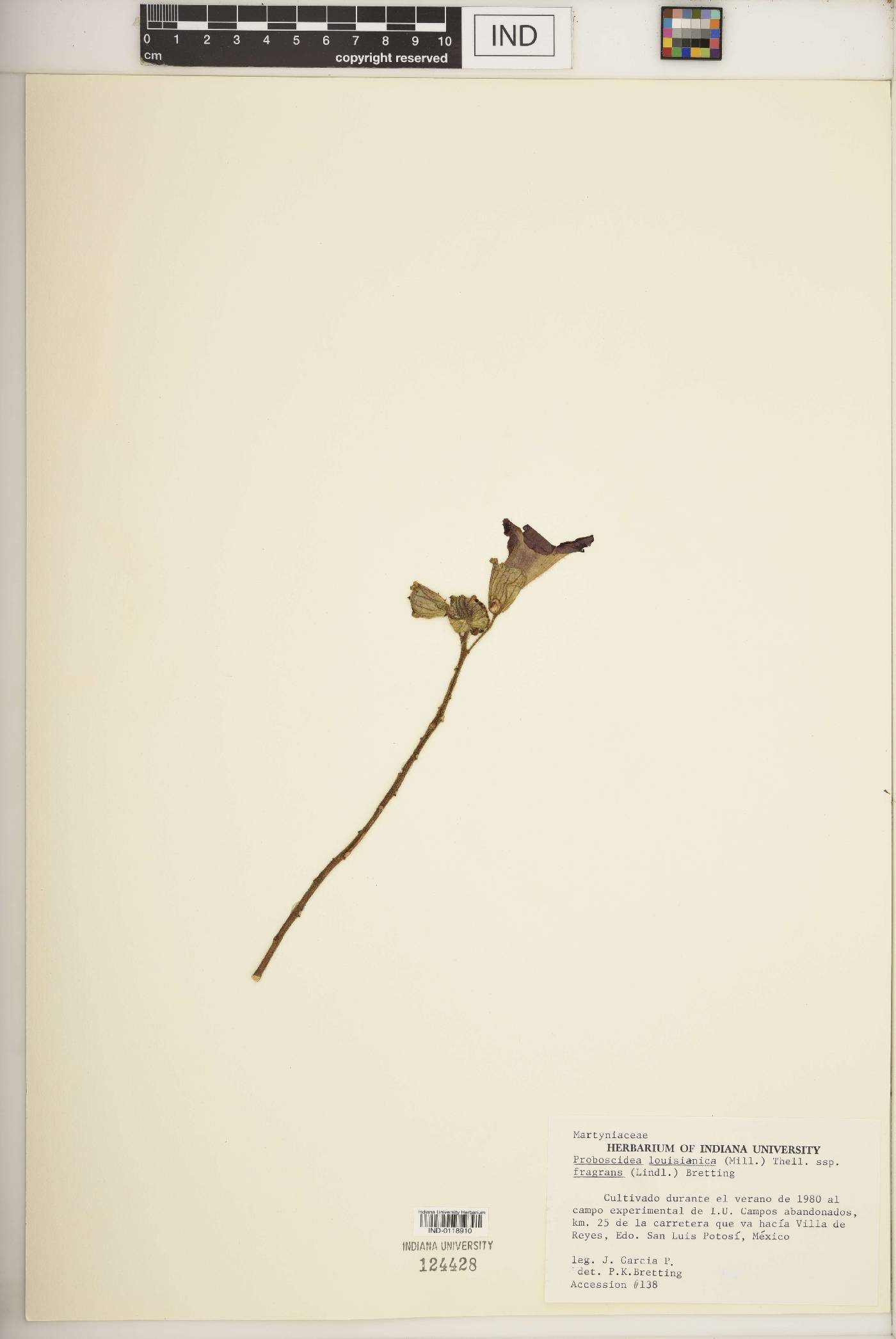 Proboscidea louisiana var. fragrans image