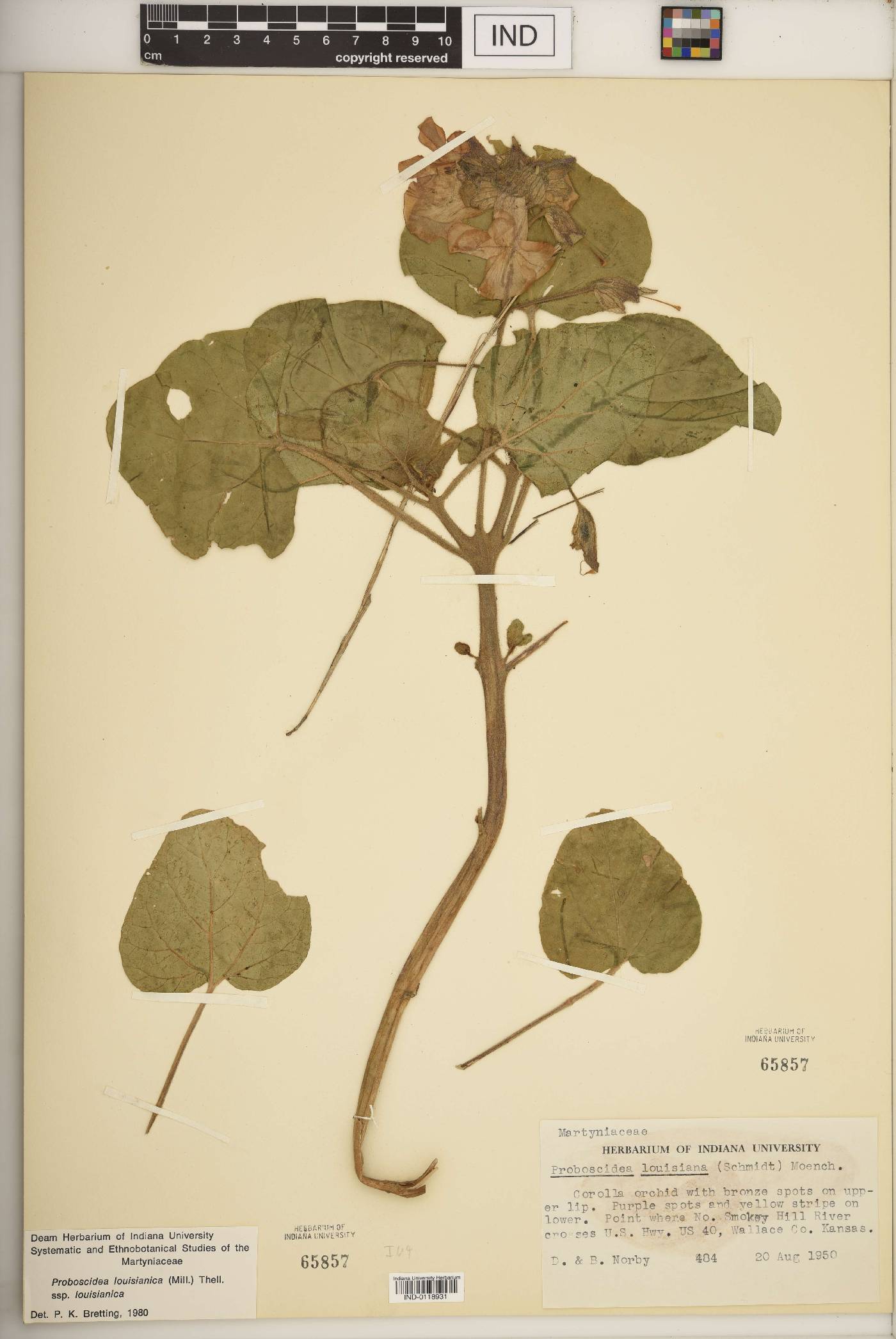 Proboscidea louisianica subsp. louisianica image