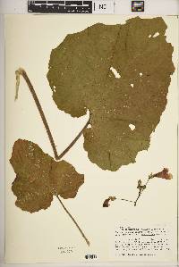 Proboscidea parviflora subsp. parviflora var. hohokamiana image