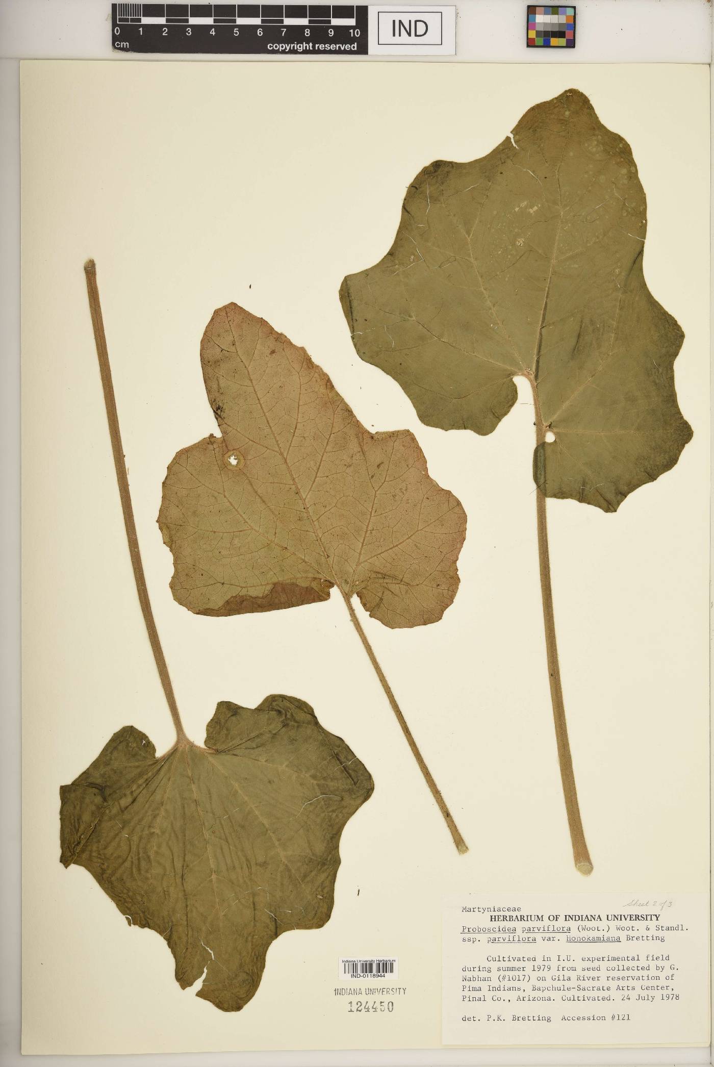 Proboscidea parviflora subsp. parviflora image