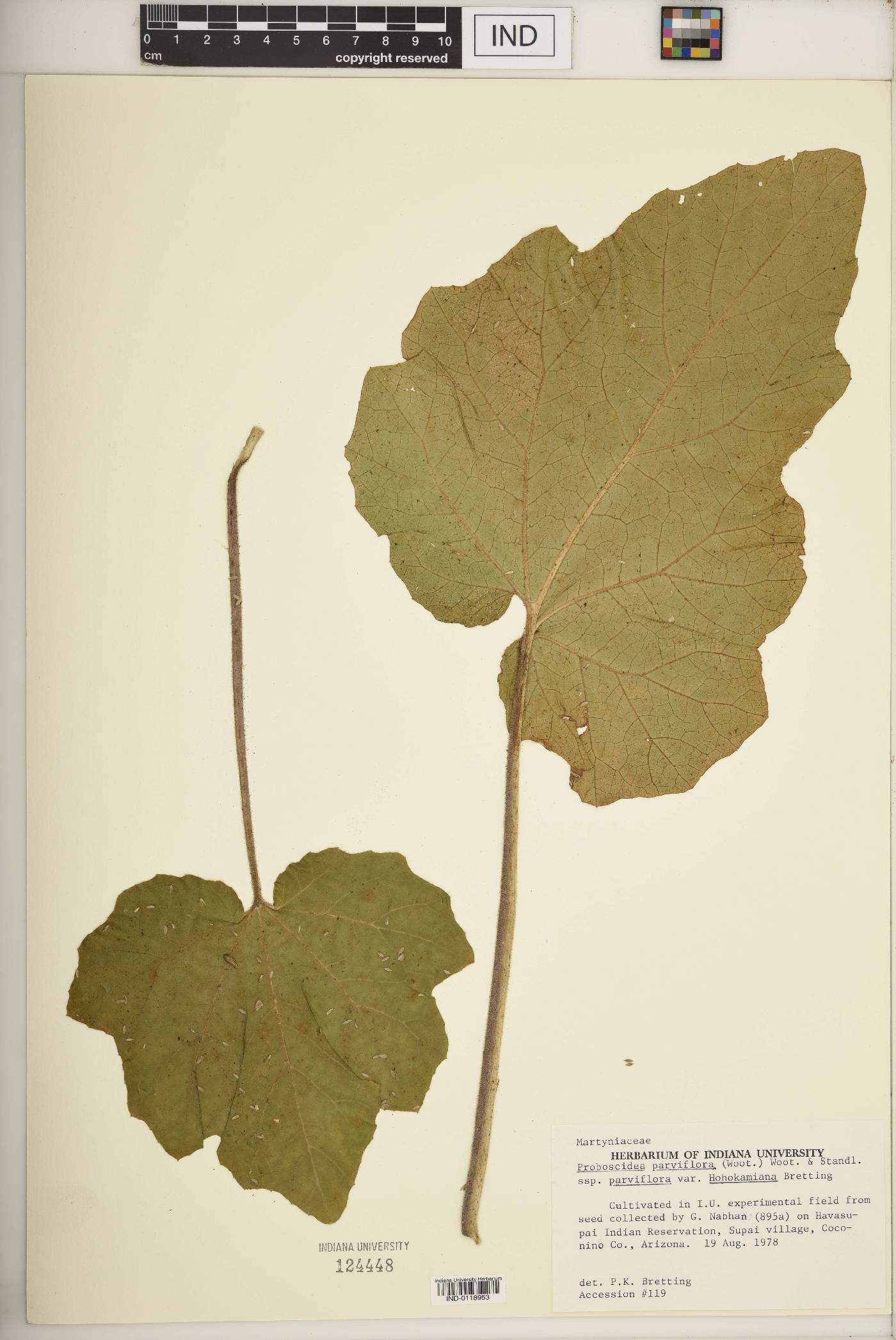 Proboscidea parviflora subsp. parviflora var. hohokamiana image