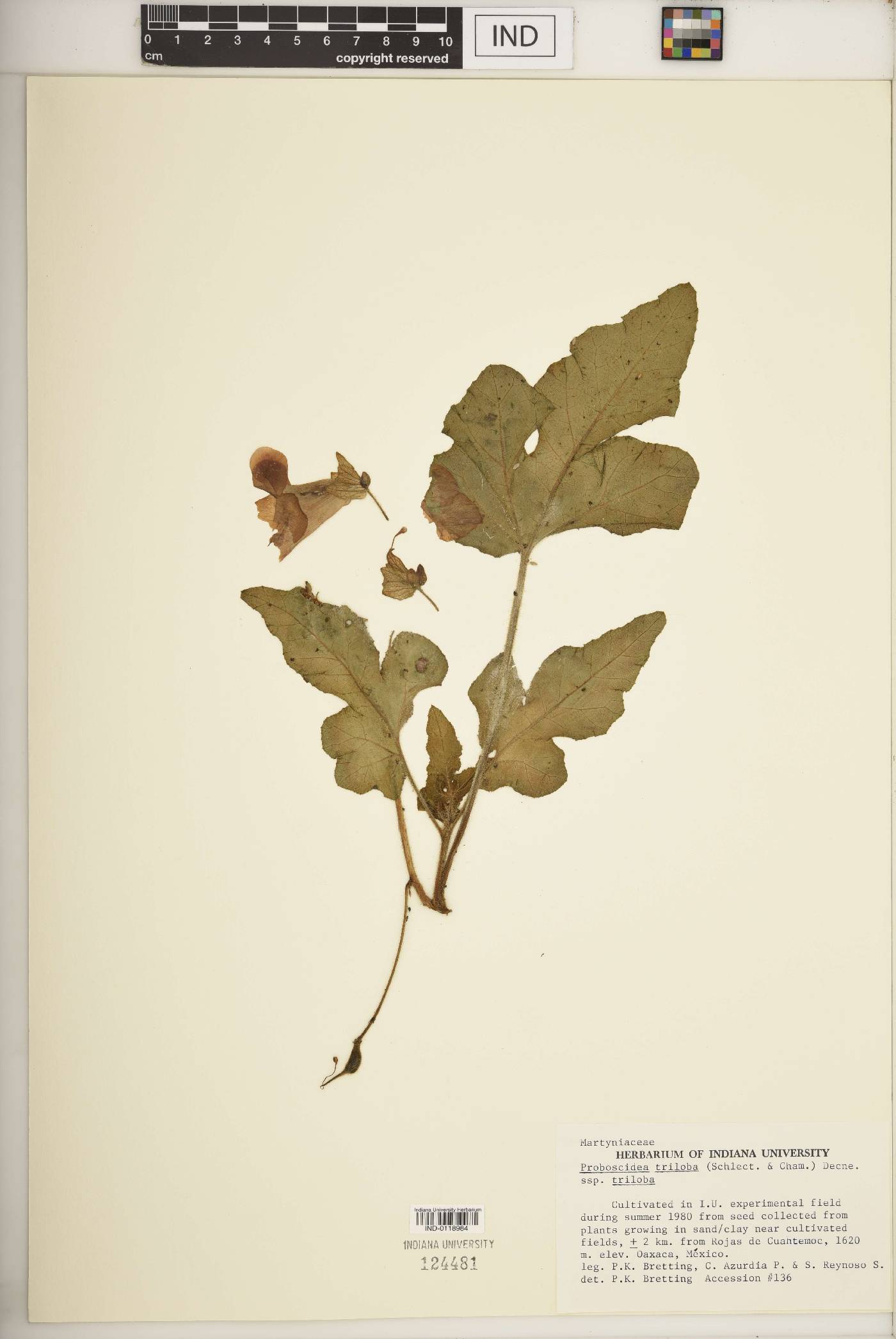 Proboscidea triloba subsp. triloba image