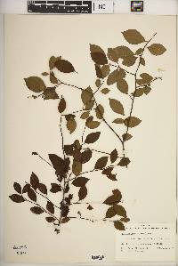 Ilex ambigua image