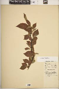 Ilex ambigua image