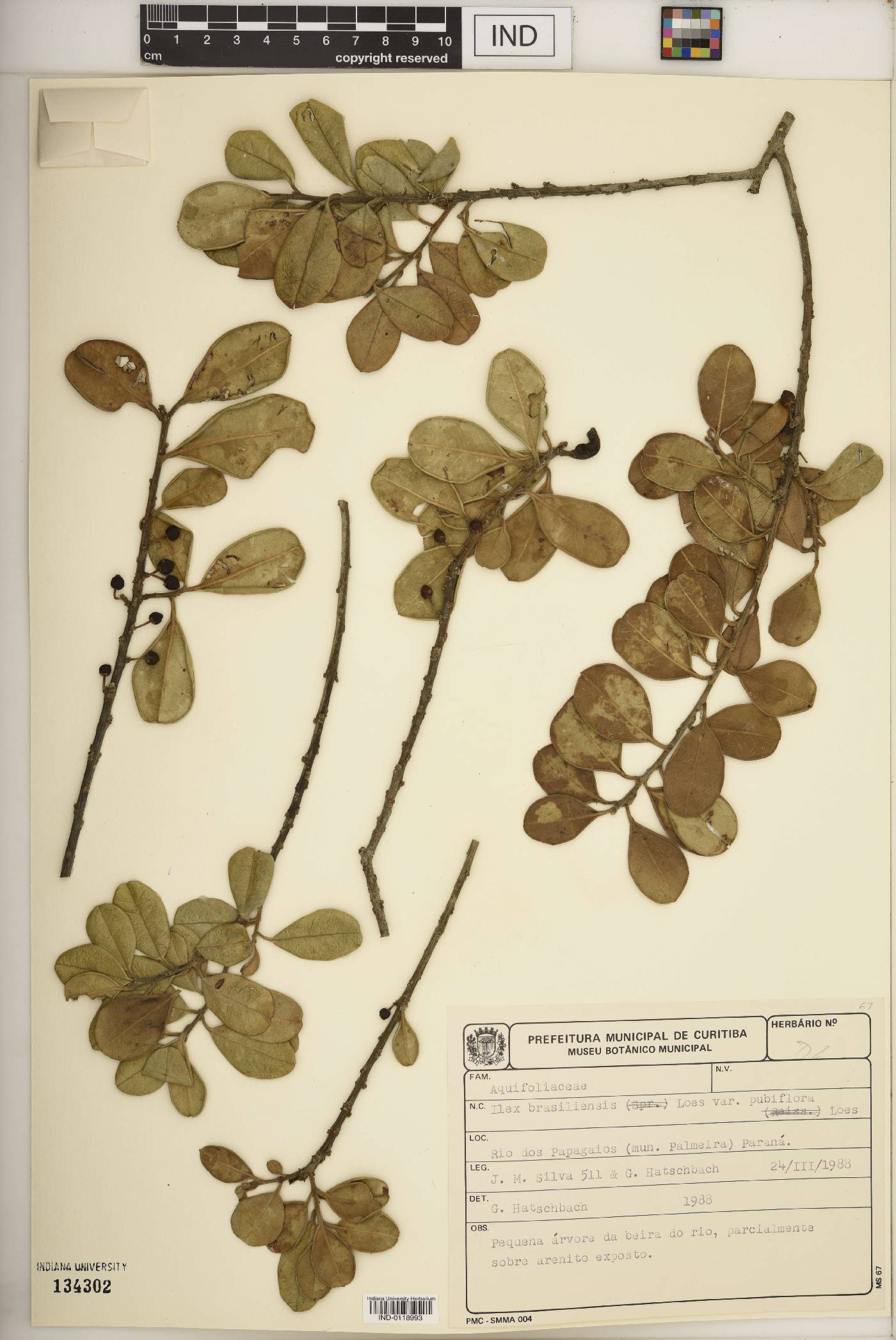 Ilex brasiliensis image