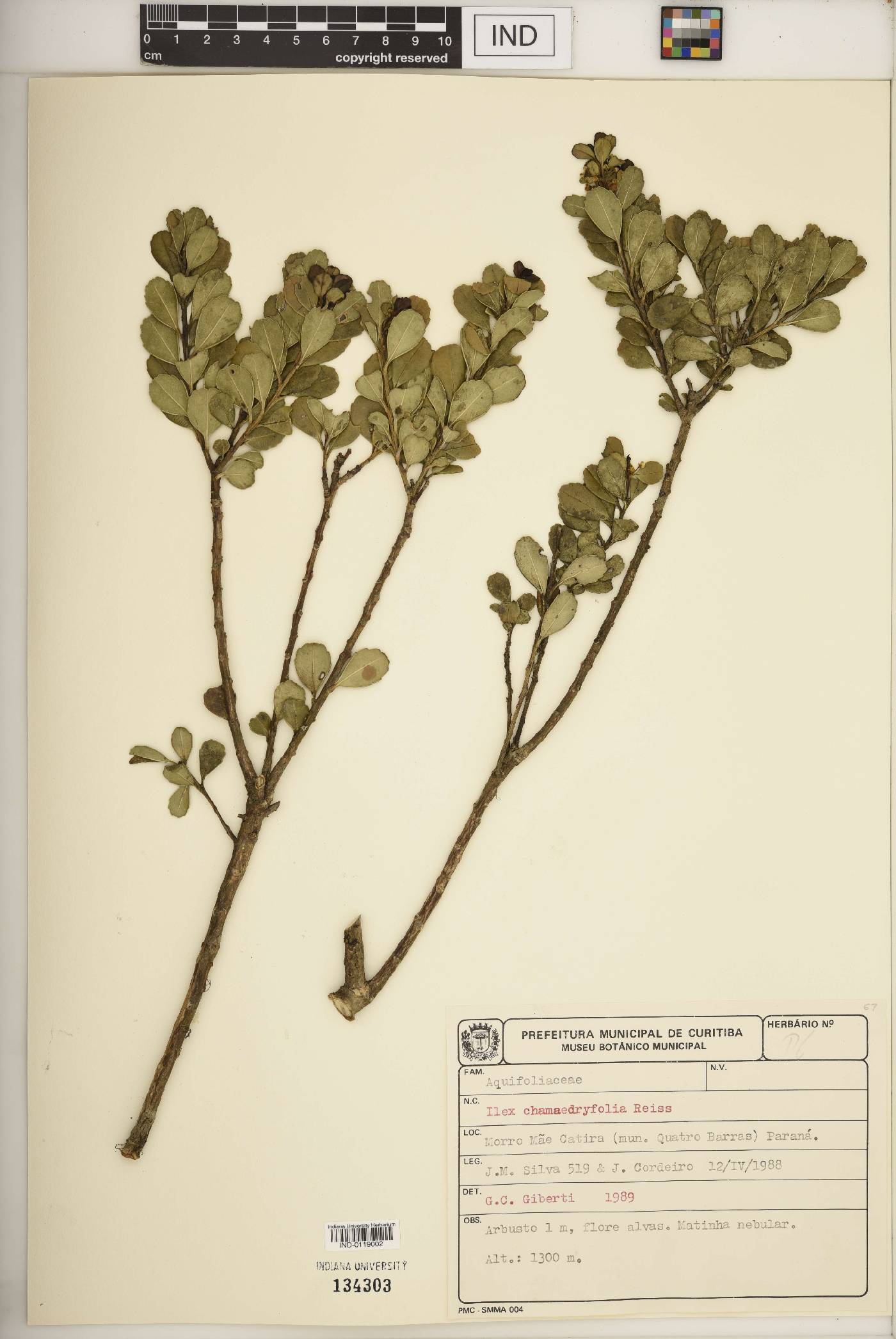 Ilex chamaedryfolia image