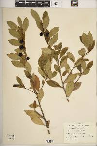 Ilex coriacea image