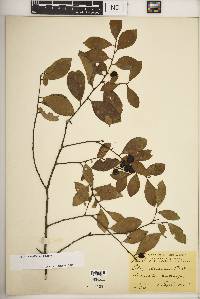 Ilex coriacea image