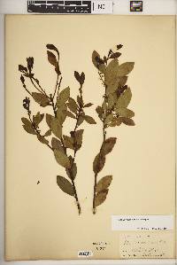 Ilex coriacea image