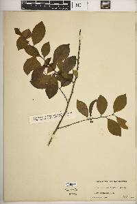 Ilex coriacea image