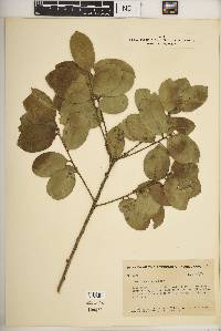 Ilex hondurensis image