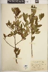 Ilex laevigata image