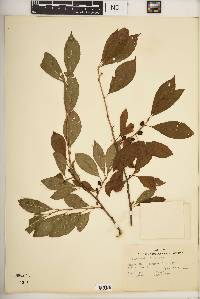 Ilex laevigata image