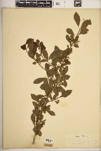 Ilex longipes image