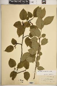 Ilex montana image