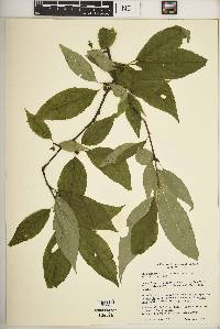 Ilex montana image