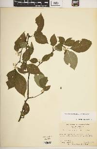 Ilex montana image