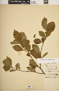 Ilex montana image