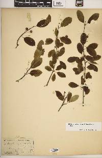 Ilex mucronata image