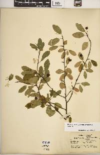 Ilex mucronata image