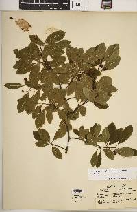 Ilex mucronata image