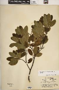 Ilex mucronata image