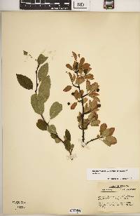 Ilex mucronata image