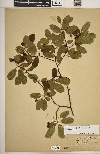 Ilex mucronata image