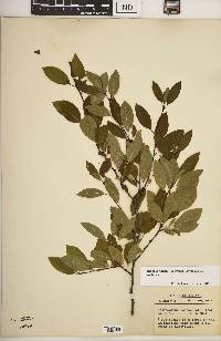 Ilex mucronata image