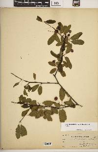 Ilex mucronata image