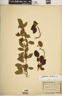 Ilex mucronata image