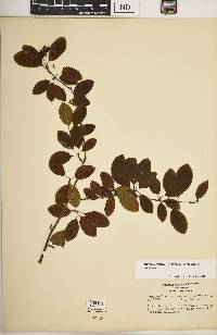 Ilex mucronata image