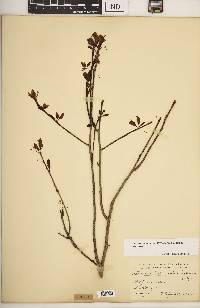 Ilex mucronata image