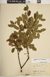 Ilex mucronata image