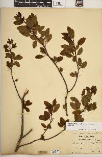 Ilex mucronata image