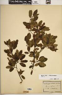 Ilex mucronata image