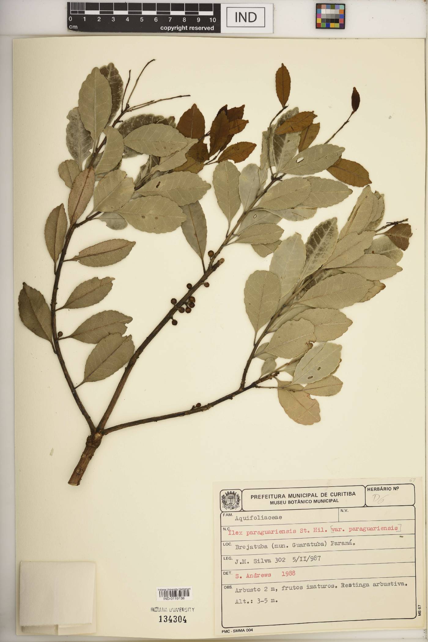 Ilex paraguariensis image
