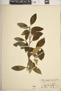 Ilex rubra image