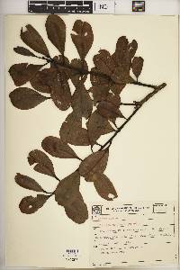 Ilex theezans image