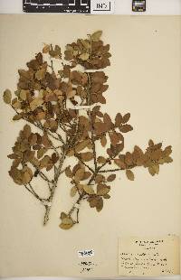 Ilex vomitoria image