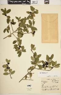 Ilex vomitoria image