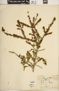 Ilex vomitoria image