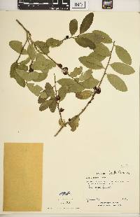 Ilex vomitoria image