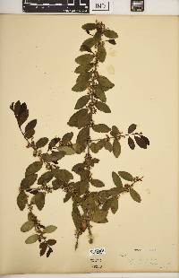 Ilex vomitoria image