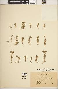 Image of Campanula fastigiata