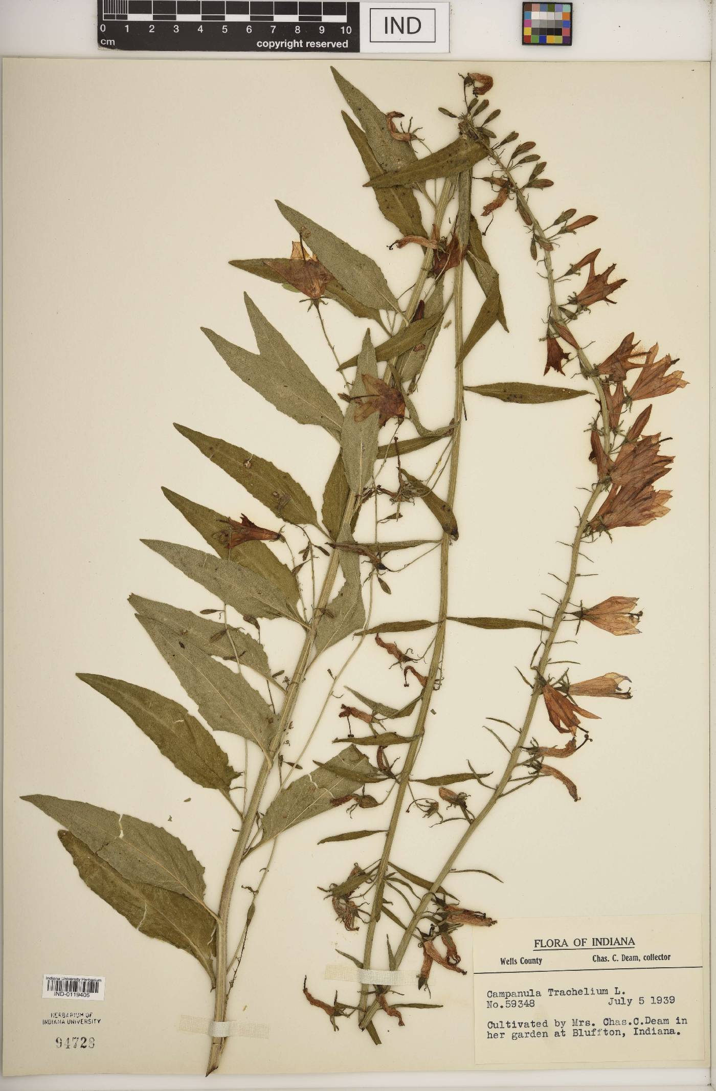 Campanula trachelium image