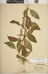 Campanulastrum americanum image